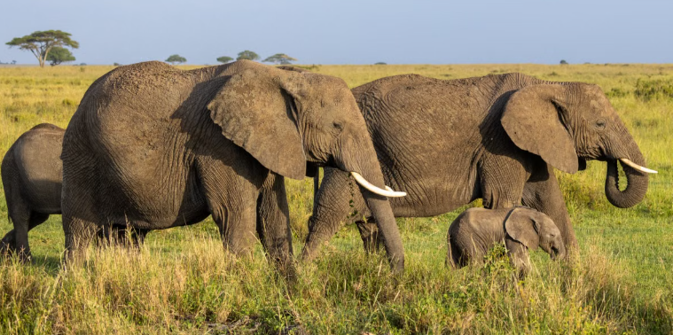 Nandankanan Marks World Elephant Day with Special Care and Conservation Activities